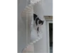 Katze auf weißem Wendeltreppen-Regal