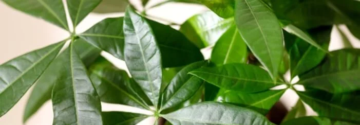 Nahaufnahme von Glückskastanienblättern