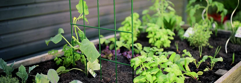 Hochbeet mit verschiedenen Kräutern