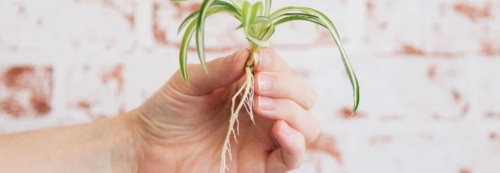Hand hält Grünlilie mit Wurzeln