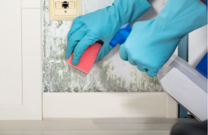 Tipps zum Streichen Eine Person mit blauen Gummihandschuhe entfernt Schimmelflecken an einer Wand.