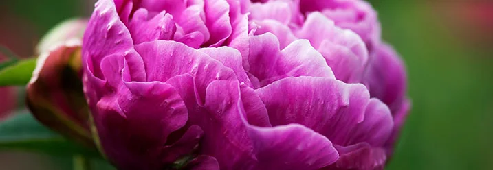 Nahaufnahme einer pinken Pfingstrose