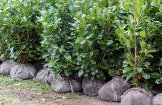 Kirschlorbeer pflanzen und pflegen  als Hecke und Solitr