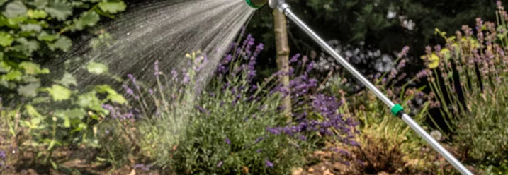 Gießstab bewässert Lavendel