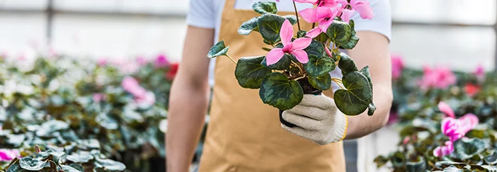 Person hält Topf mit rosa Alpenveilchen