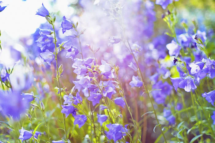 Lila Blütenmeer im Sonnenschein