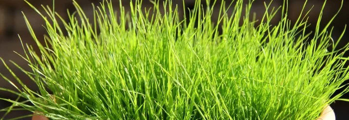 Grünes Gras in Topf