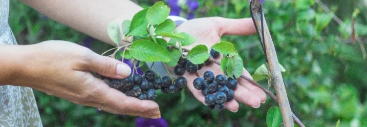 Hände halten Aroniabeeren an einem Strauch