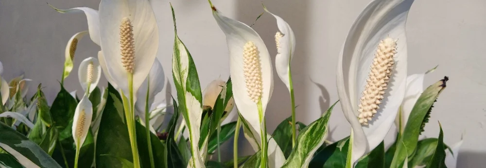 Einblatt-Pflanzen mit weißen Blüten