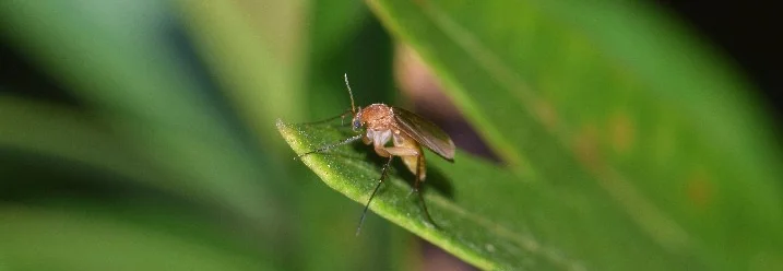 Kleine braune Fliege auf grünem Blatt