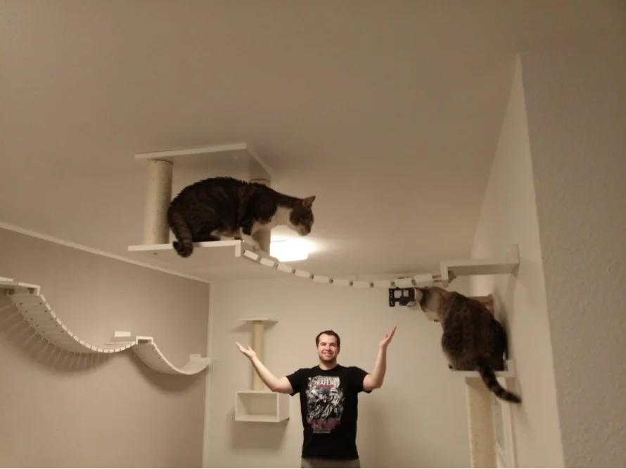 Zwei Katzen auf einem deckenhohen Spielplatz