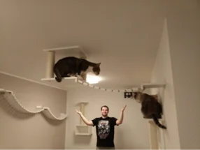 Zwei Katzen auf einem deckenhohen Spielplatz