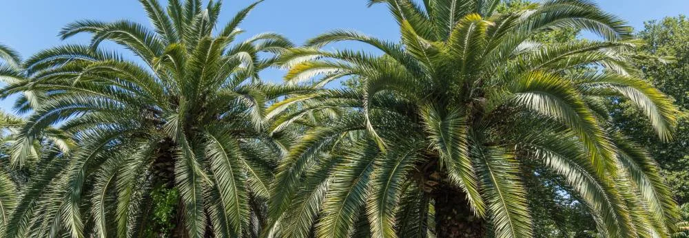 Palmenkronen vor blauem Himmel
