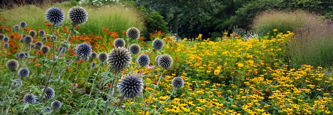 Blühende Blumenwiese im Garten