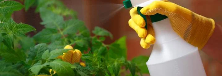 Person besprüht Pflanze mit Sprühflasche