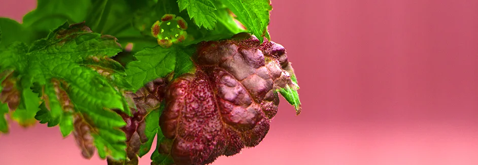 Geschädigte Blätter einer Pflanze