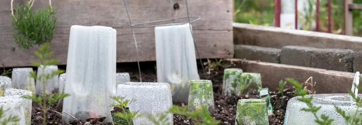 Junge Pflanzen mit Plastikhauben geschützt