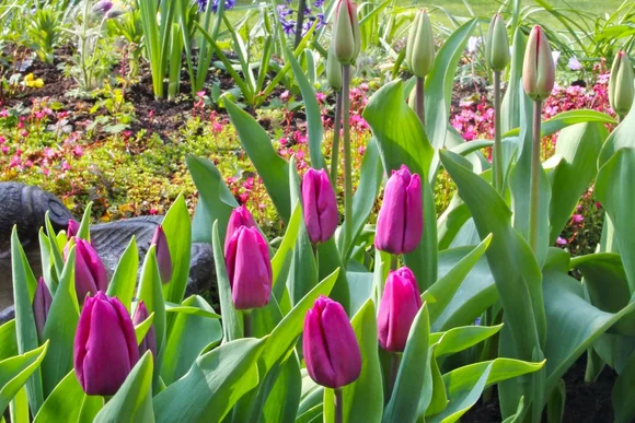 Lila Tulpen im blühenden Garten