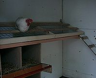 Hühner Schlafplatz