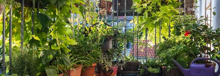 Ein sonniger Balkon mit vielen Pflanzen in Töpfen.