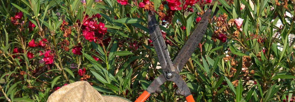 Gartenschere und Oleander