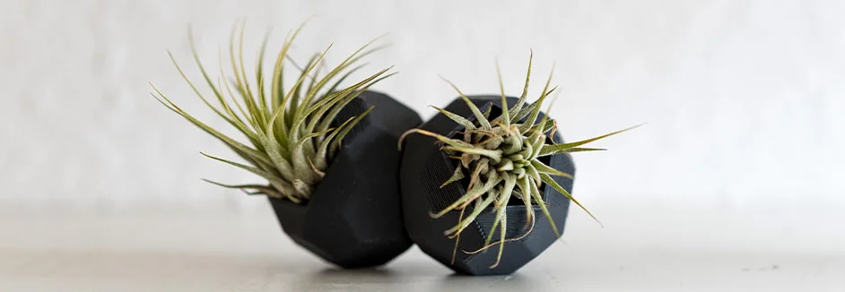 Zwei Pflanzen in schwarzen Übertöpfen