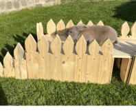 Kaninchen auf einem Holzsteg