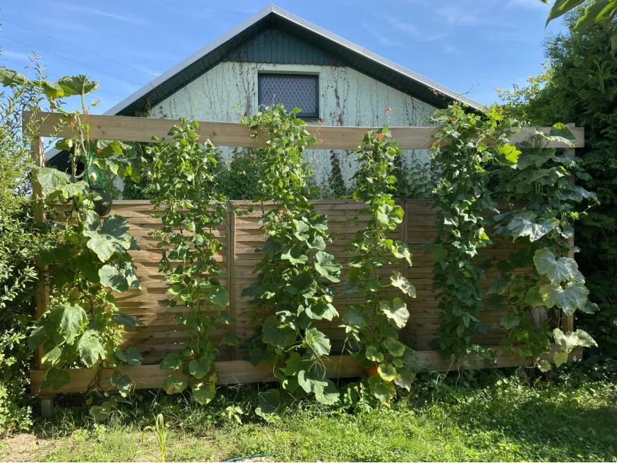 Holzgerüst mit Kürbispflanzen
