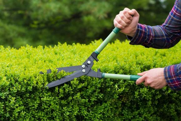 Person schneidet Hecke mit Gartenschere