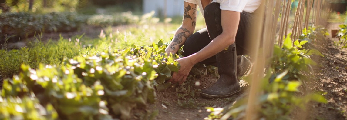 Eine Person kniet in einem sonnigen Gemüsegarten und pflegt die Pflanzen.