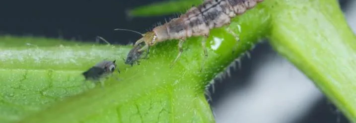 Larve frisst Blattlaus