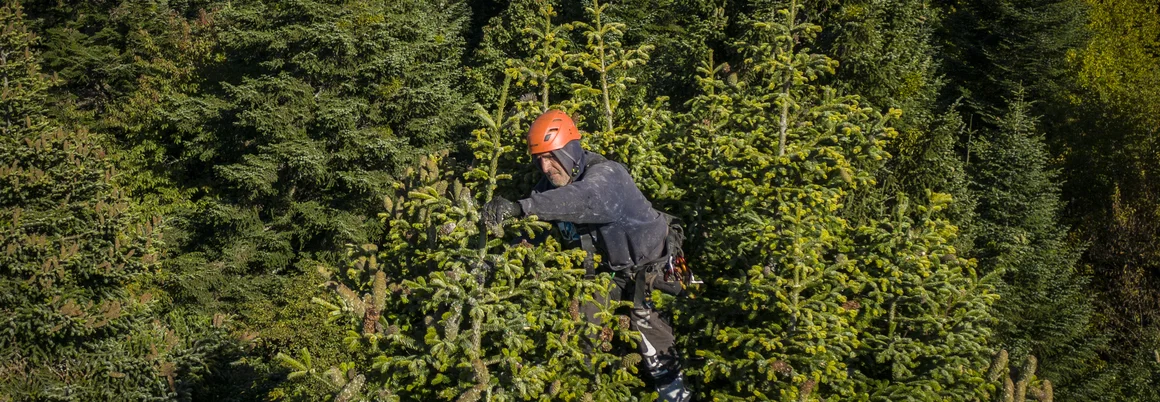 Person mit Helm sitzt oben in einer Tanne
