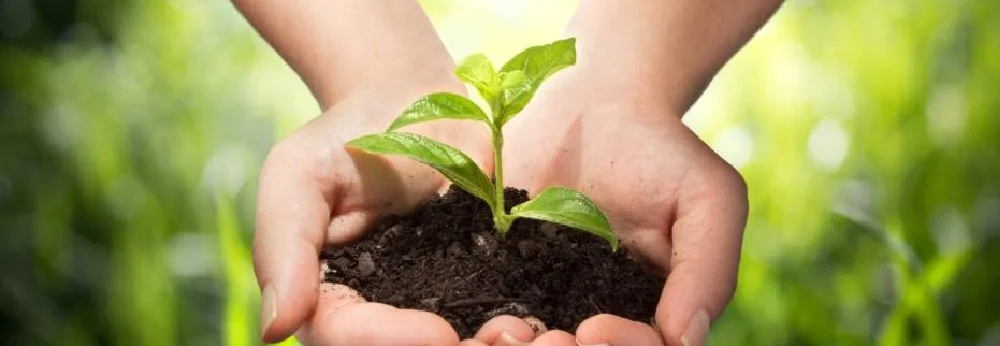 Hände halten Setzling mit Erde