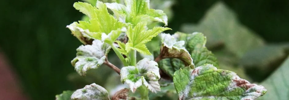 Von Mehltau befallene Blätter