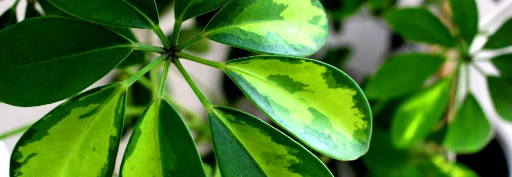 Grüne Blätter mit heller Musterung