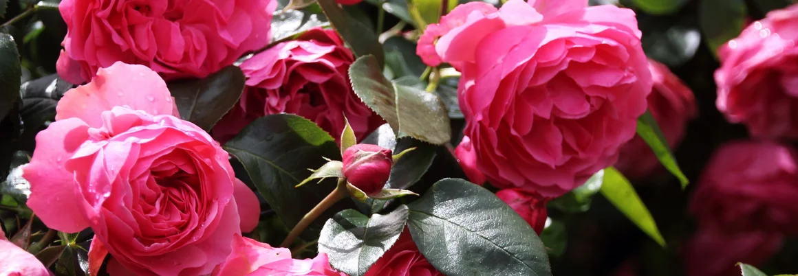 Rosafarbene Rosenblüten am Strauch