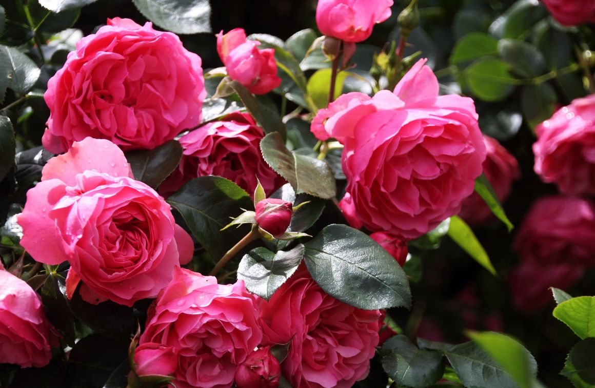 Pinke Buschrose