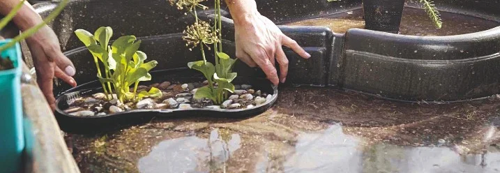 Person platziert Pflanzen in einem Teich