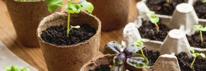 Junge Basilikumpflanzen in Anzuchttöpfen