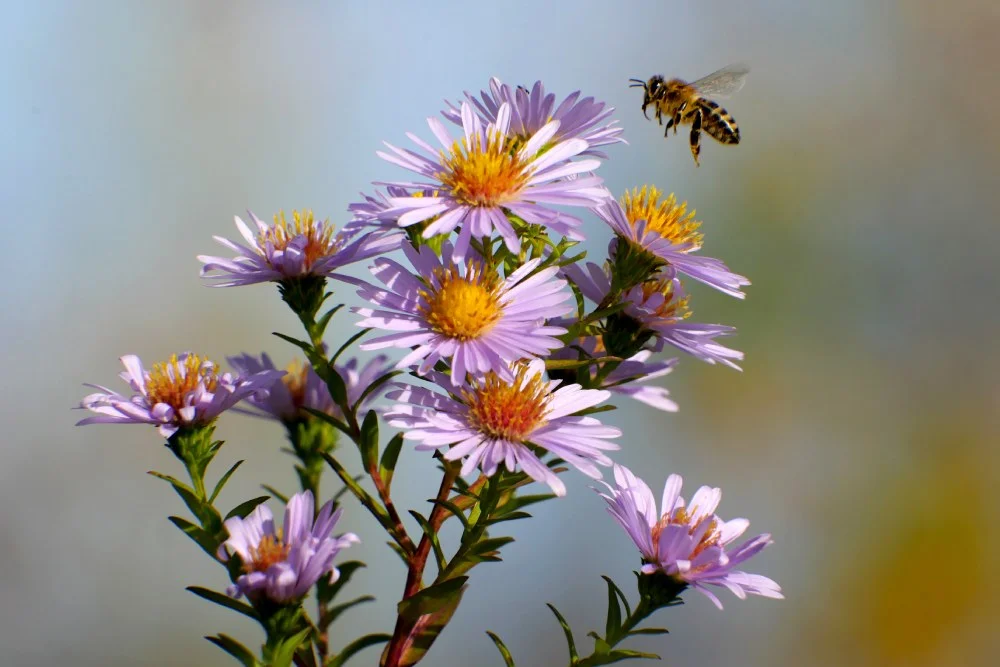 Eine Biene fliegt auf lila Blumen zu.