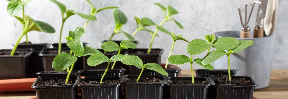 Gurkensetzlinge in Anzuchttöpfen