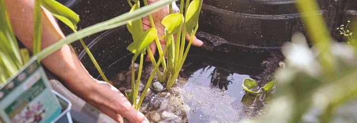 Person pflanzt eine Pflanze in einen Teich