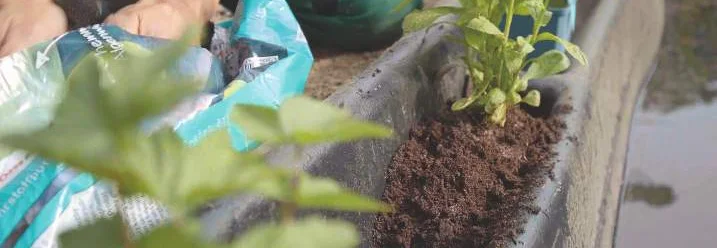 Person bepflanzt Teichufer