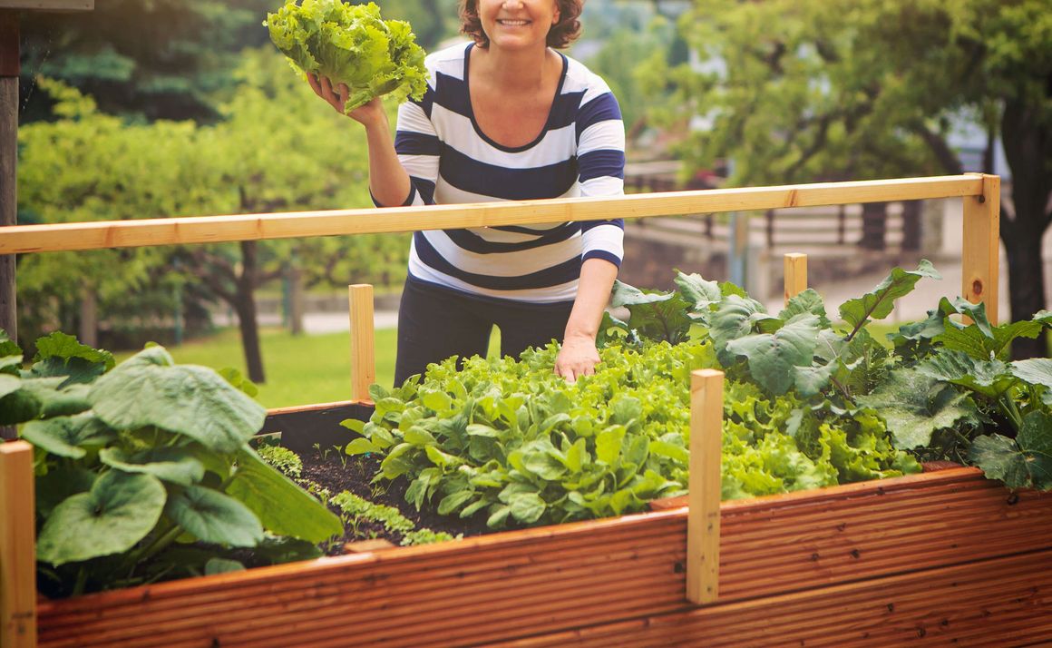 Frau hält Salat in der Hand über vollem Hochbeet