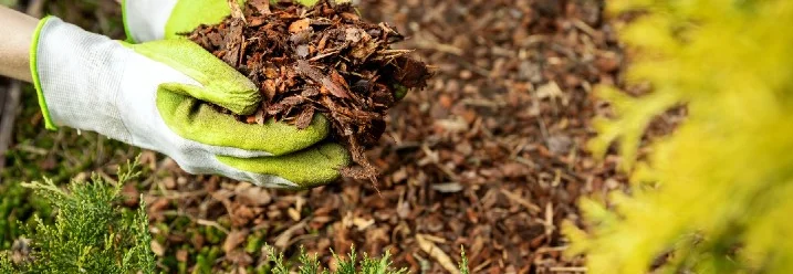 Hände mit Gartenhandschuhen halten Rinde