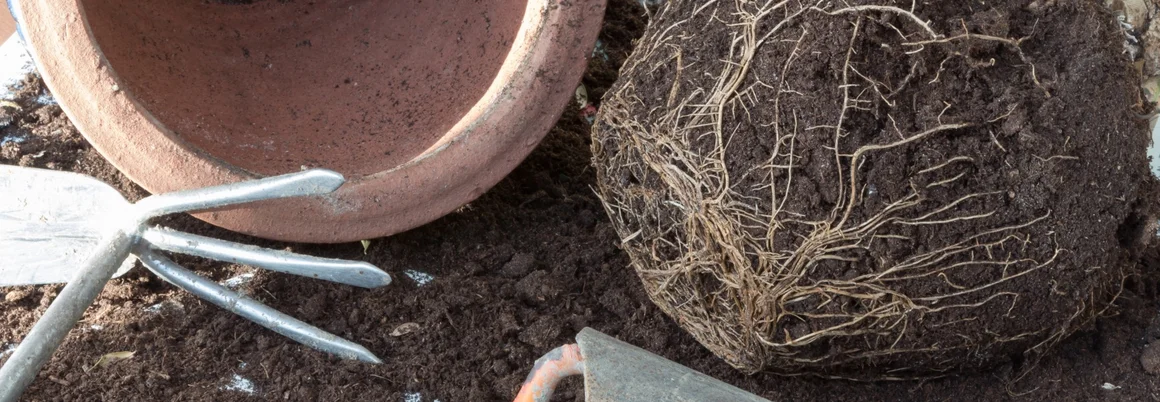 Wurzelballen, Topf und Gartengeräte