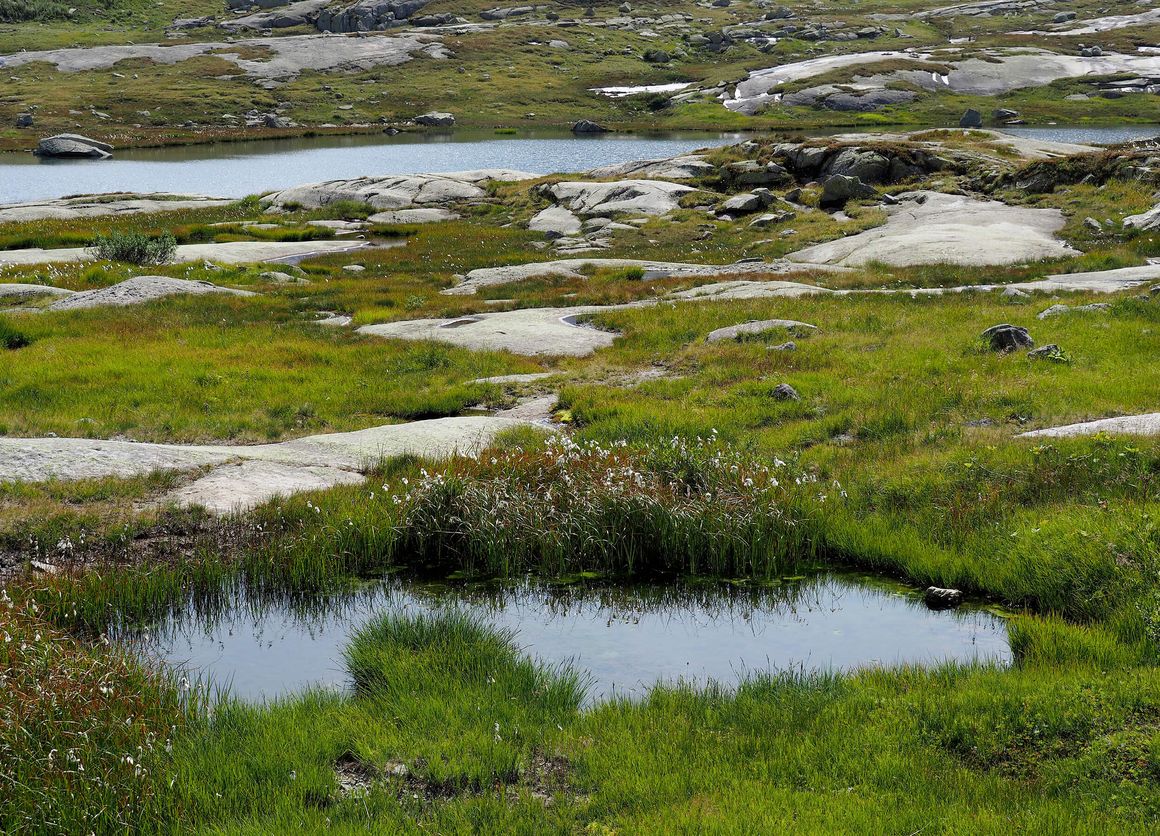 Ein Moor mit Wasserstellen