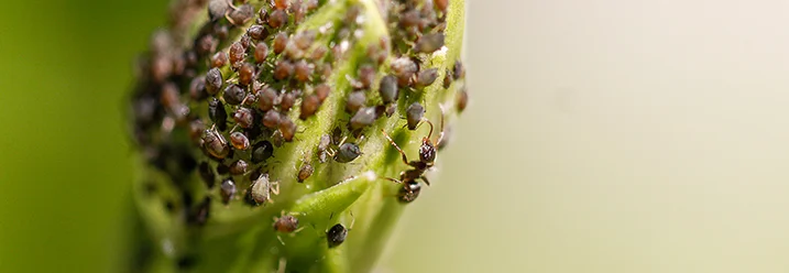 Blattläuse auf einer Pflanze