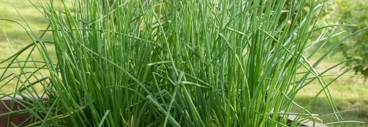 Schnittlauch im Hochbeet