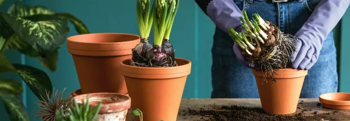 Person topft Hyazinthen ein